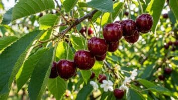 Saiba os segredos para cultivar cerejeira e ter bons frutos em 2026