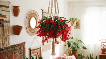 plantas com flores vermelhas