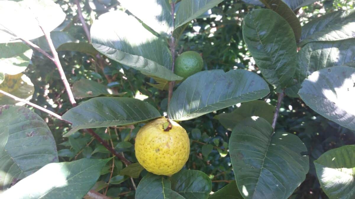 Goiaba silvestre em meio a árvores