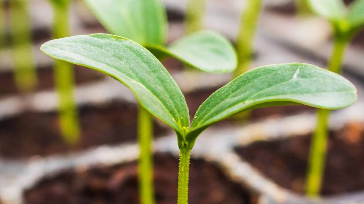 Mudas de plantas crescendo em solo fértil