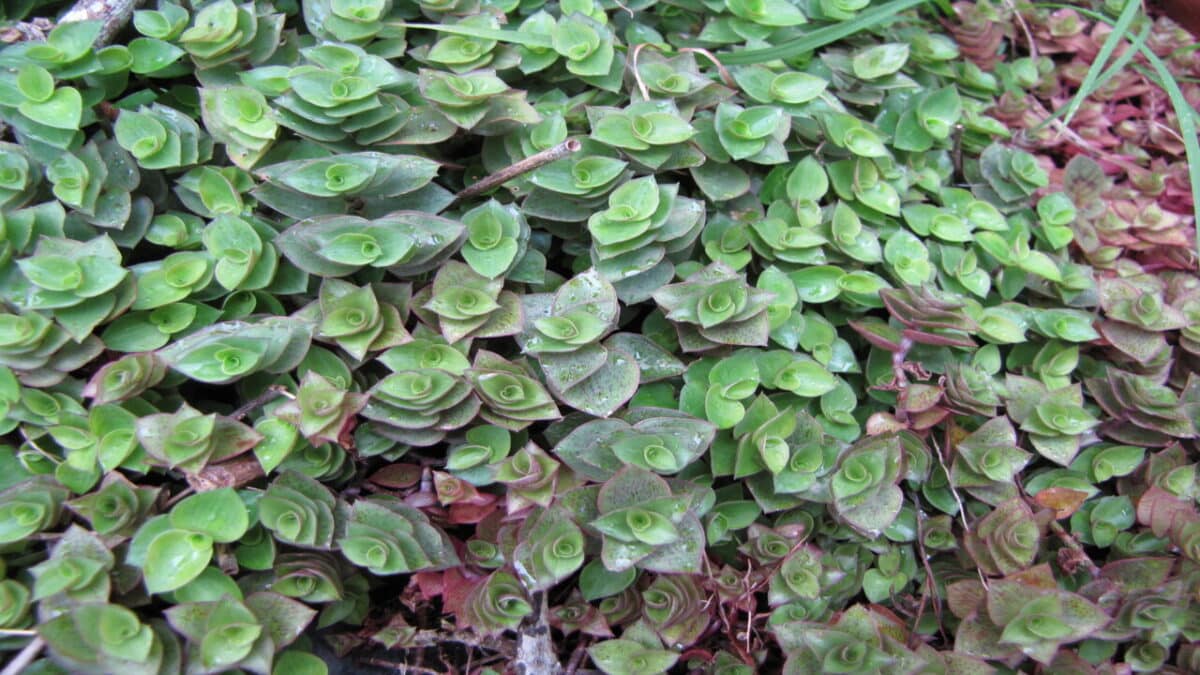 Planta dinheiro-em-penca Caillisia repens