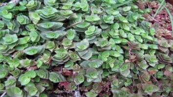 Planta dinheiro-em-penca Caillisia repens