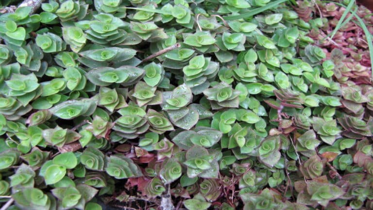 Planta dinheiro-em-penca Caillisia repens