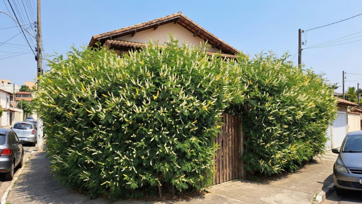 Uma fachada de casa com a planta Sansão do Campo (Mimosa caesalpiniifolia)