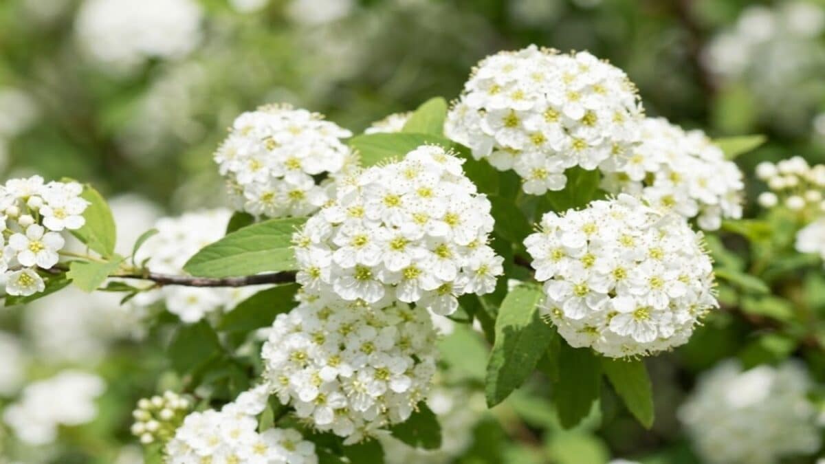 Saiba qual é a planta ideal para jardins que quase não precisa de rega