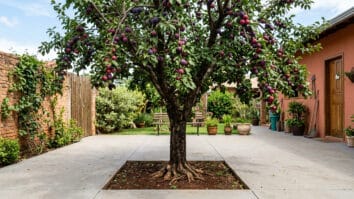 Ameixeira com frutos em quintal com piso preservado