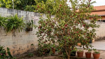 Árvore camu-camu no quintal de casa com frutos