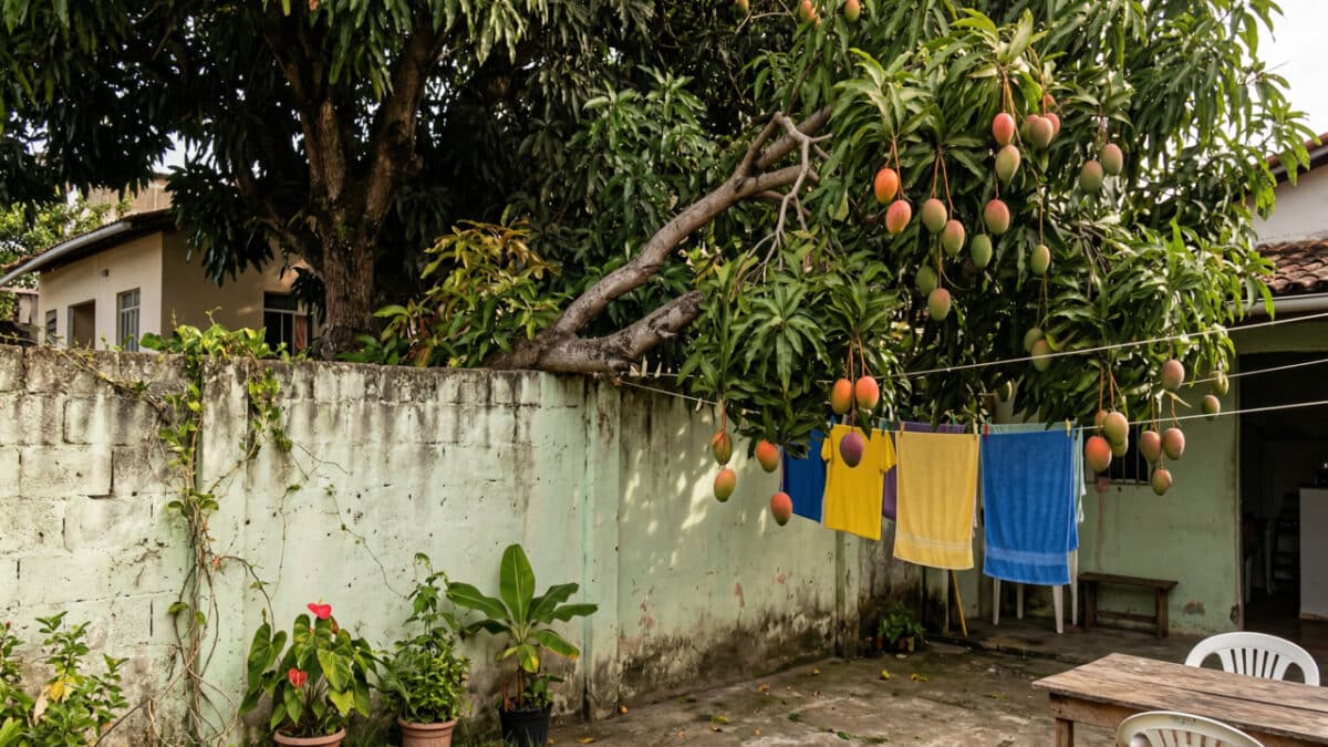 Árvore com frutos de manga invandindo quintal de casa