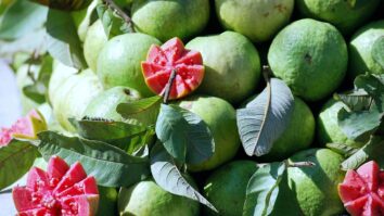 Goiabas abertas em meio a monte de outras frutas colhidas