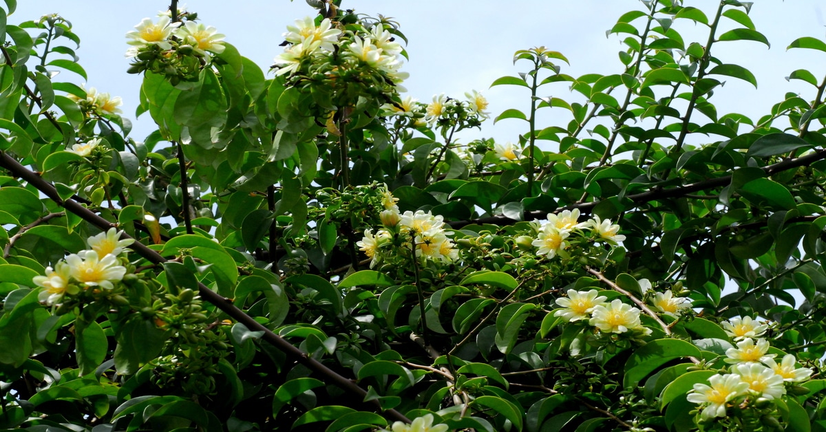 Planta ora-pro-nóbis, Pereskia aculeata florida no mato
