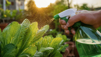 spray natural borrifando na horta