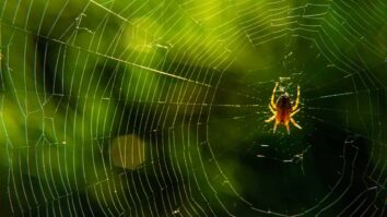 Aranha de jardim na teia