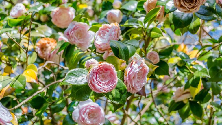 Árvore da camellia japonica com galhos florescidos