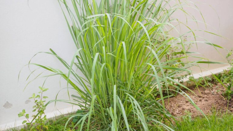 Citronela em jardim de casa