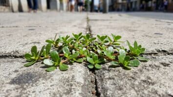 planta nascendo no chão