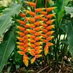 Planta Helicônia com flores laranja e amarelo e folhas verdes