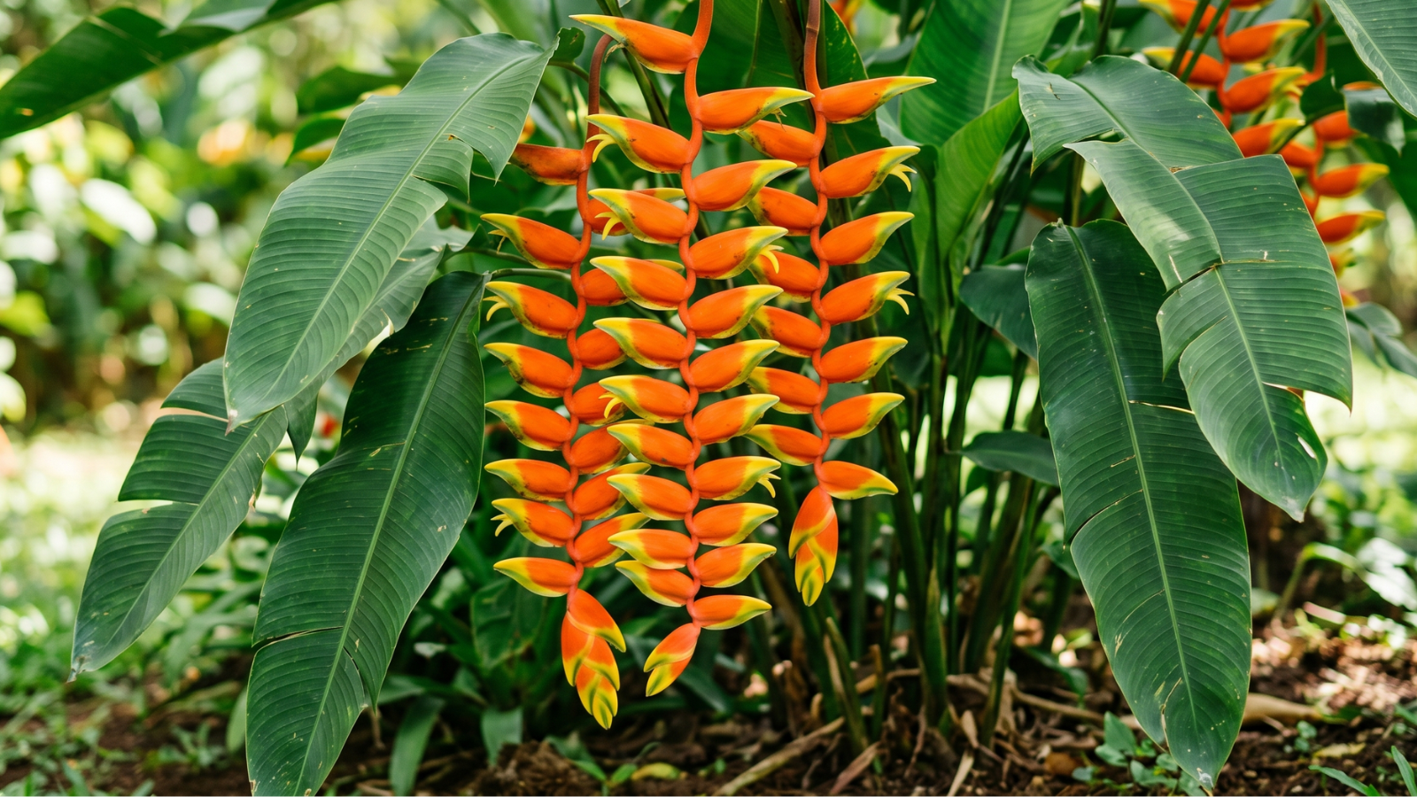 Planta Helicônia com flores laranja e amarelo e folhas verdes
