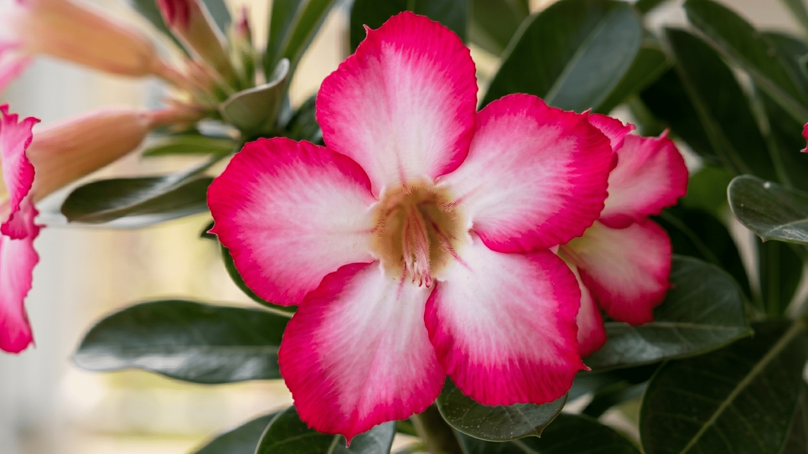 Flores de rosa do deserto