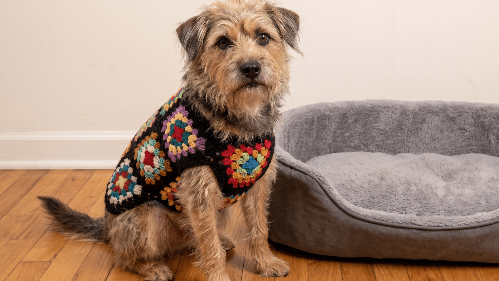 Cachorro agasalhado com roupa de crochê