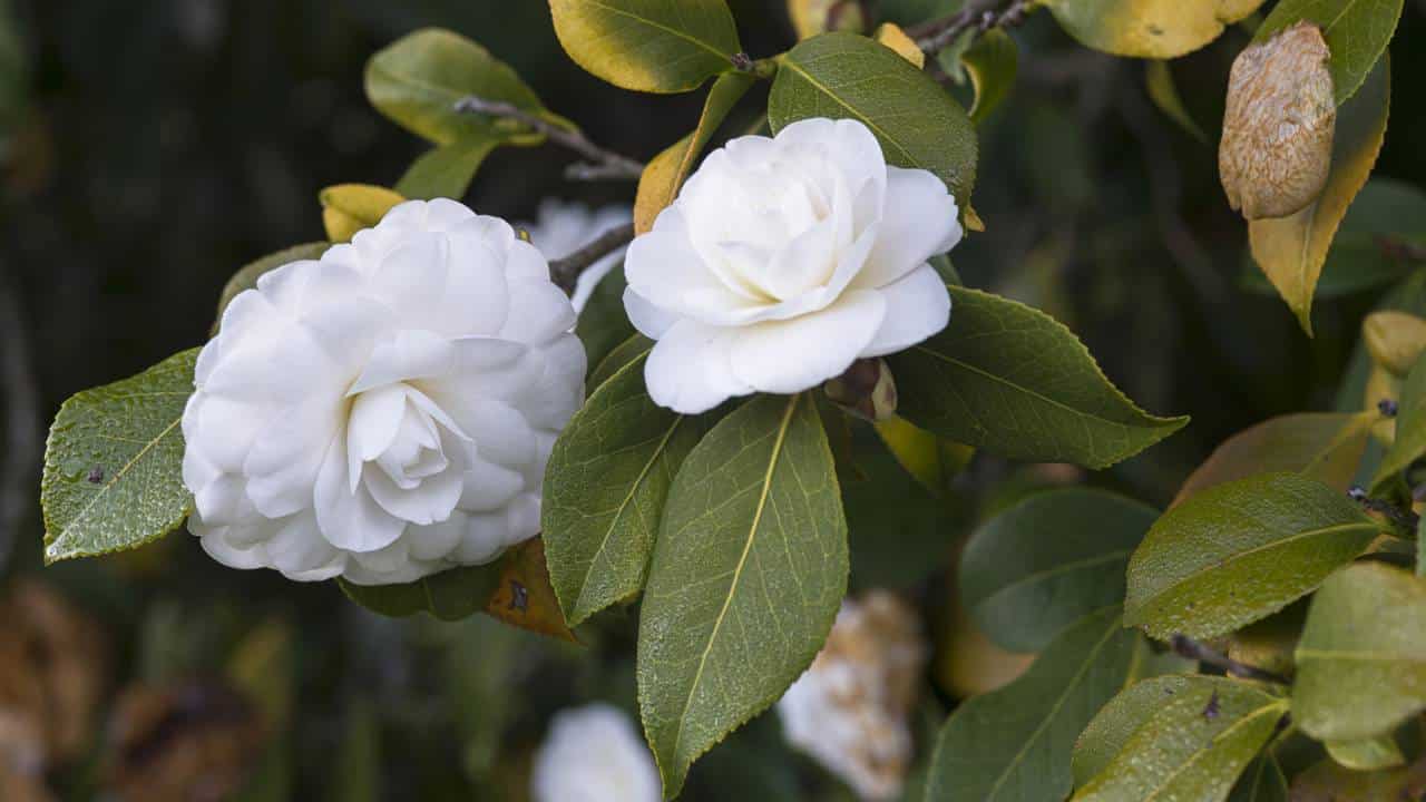 Flor branca de camellia japonica