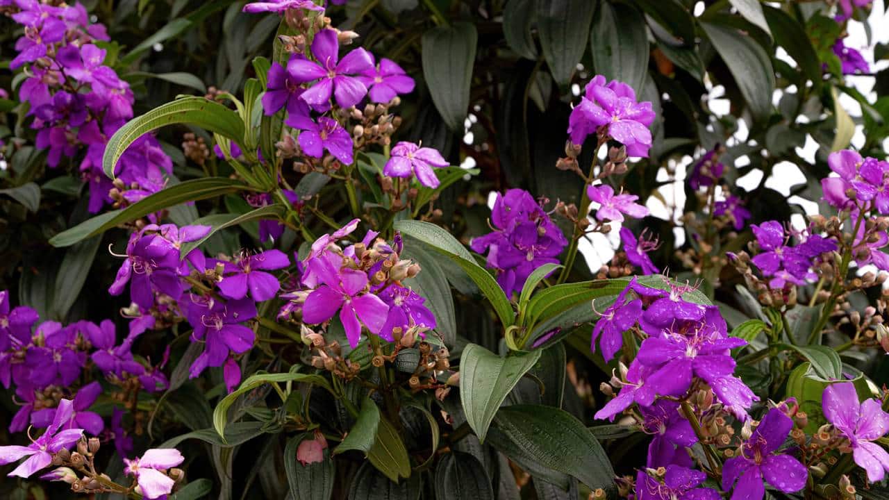 Flores de Quaresmeira