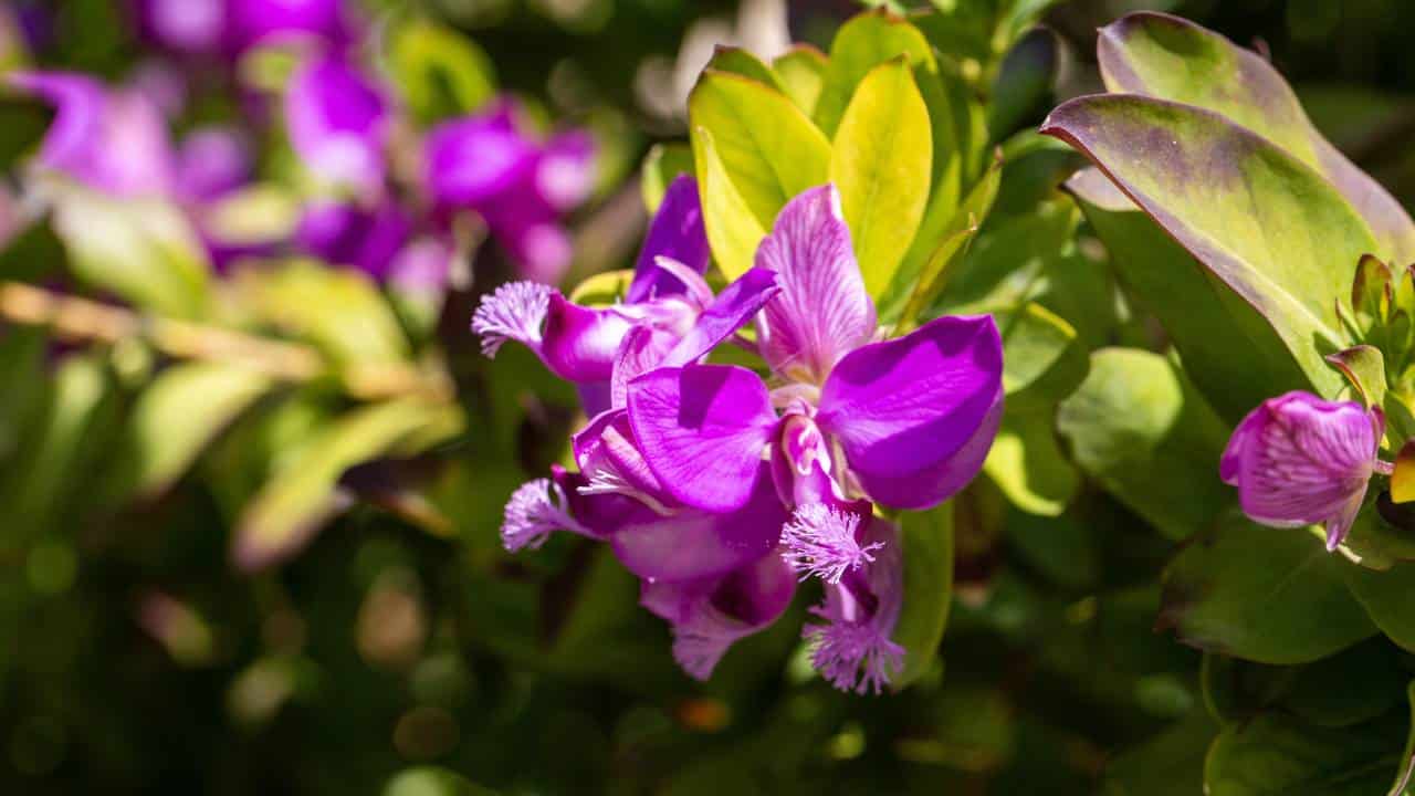 Flores do arbusto borboleta