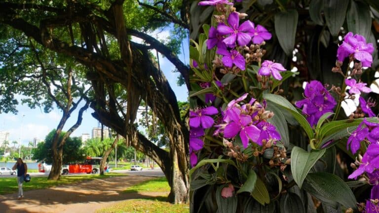 Flores para cultivar que dão sombra e não destroem o piso