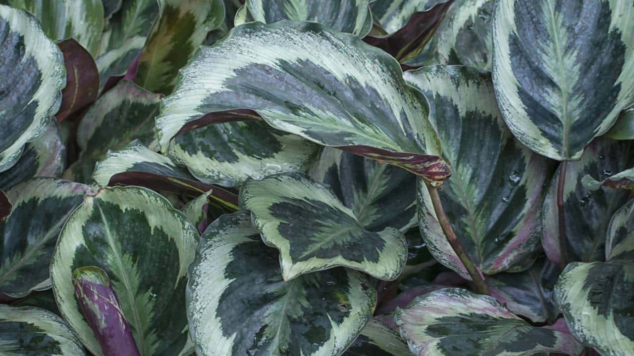 Folhas de calathea
