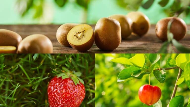 Kiwis, morango na grama e aceroal no pé - Créditos depositphotos.com dextorTh AntonMatyukha