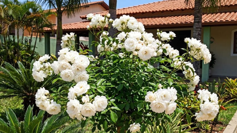Lindo canteiro na frente de casa com rosas iceberg florescidas
