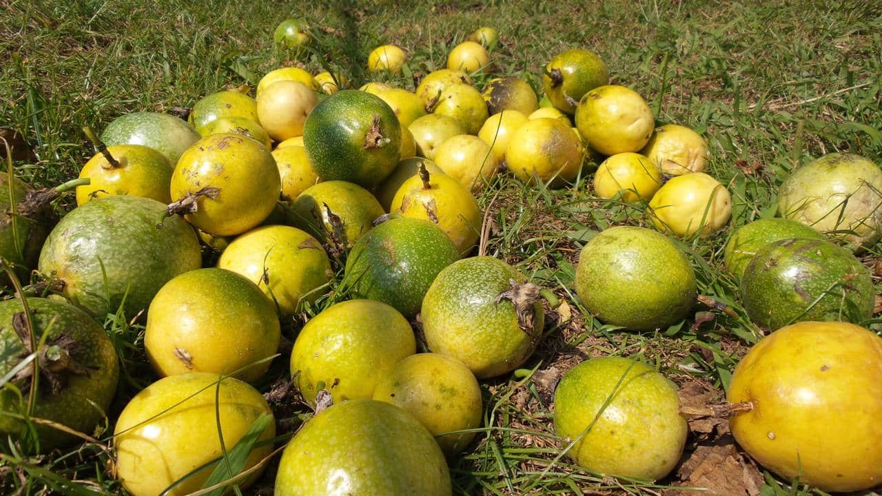 Maracujás maduros colhidos