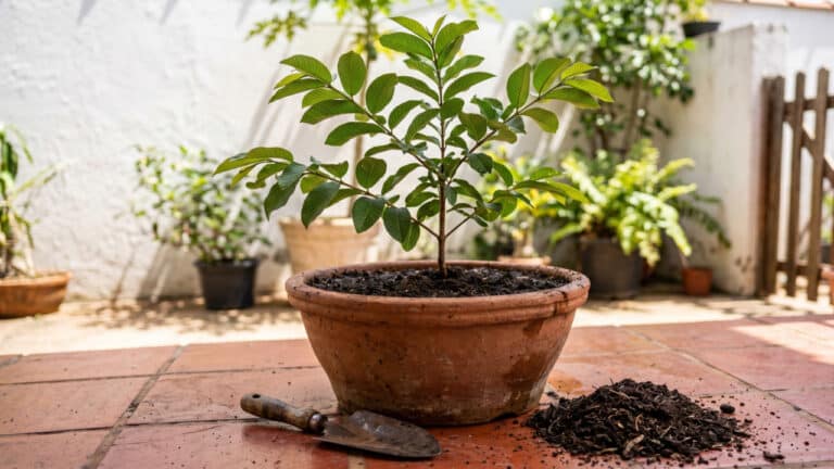 Pequena muda de goiabeira plantada em vaso