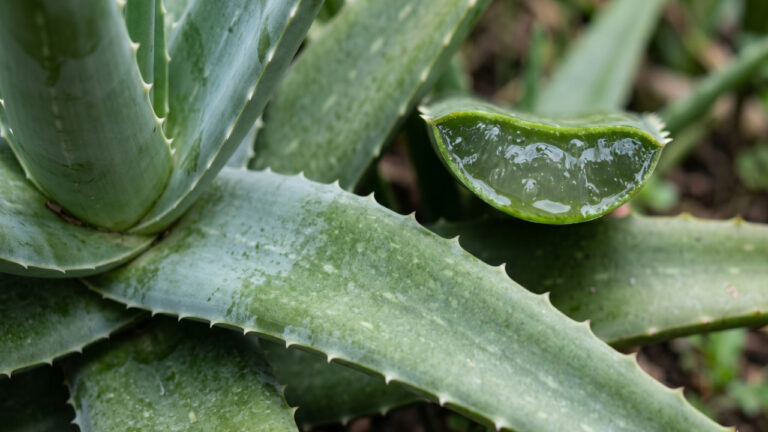 Planta babosa conhecida como aloe vera cortada