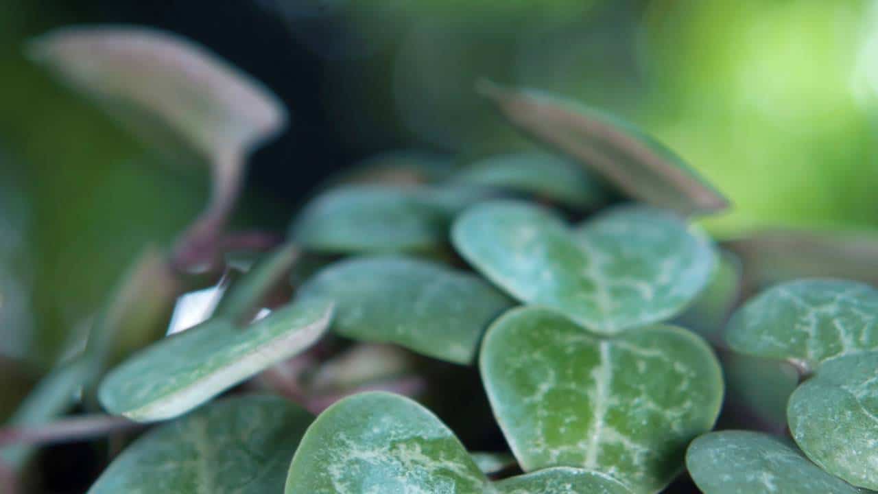 Planta conhecida como colar-de-corações