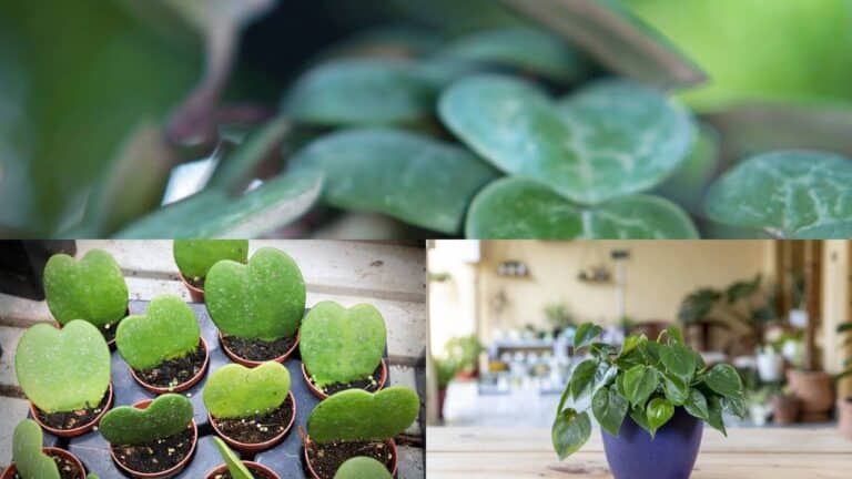 Plantas com formato de coração