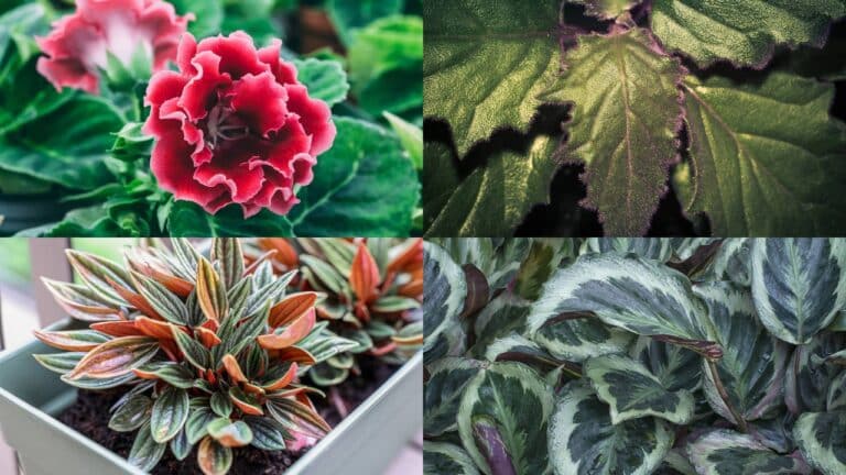 Plantas de folhas aveludadas