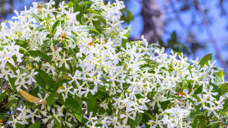 Trepadeira de flores brancas, jasmin-estrela