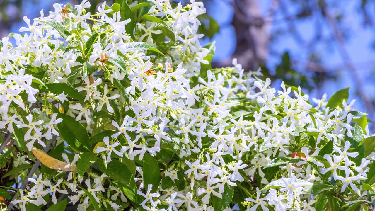 Trepadeira de flores brancas, jasmin-estrela