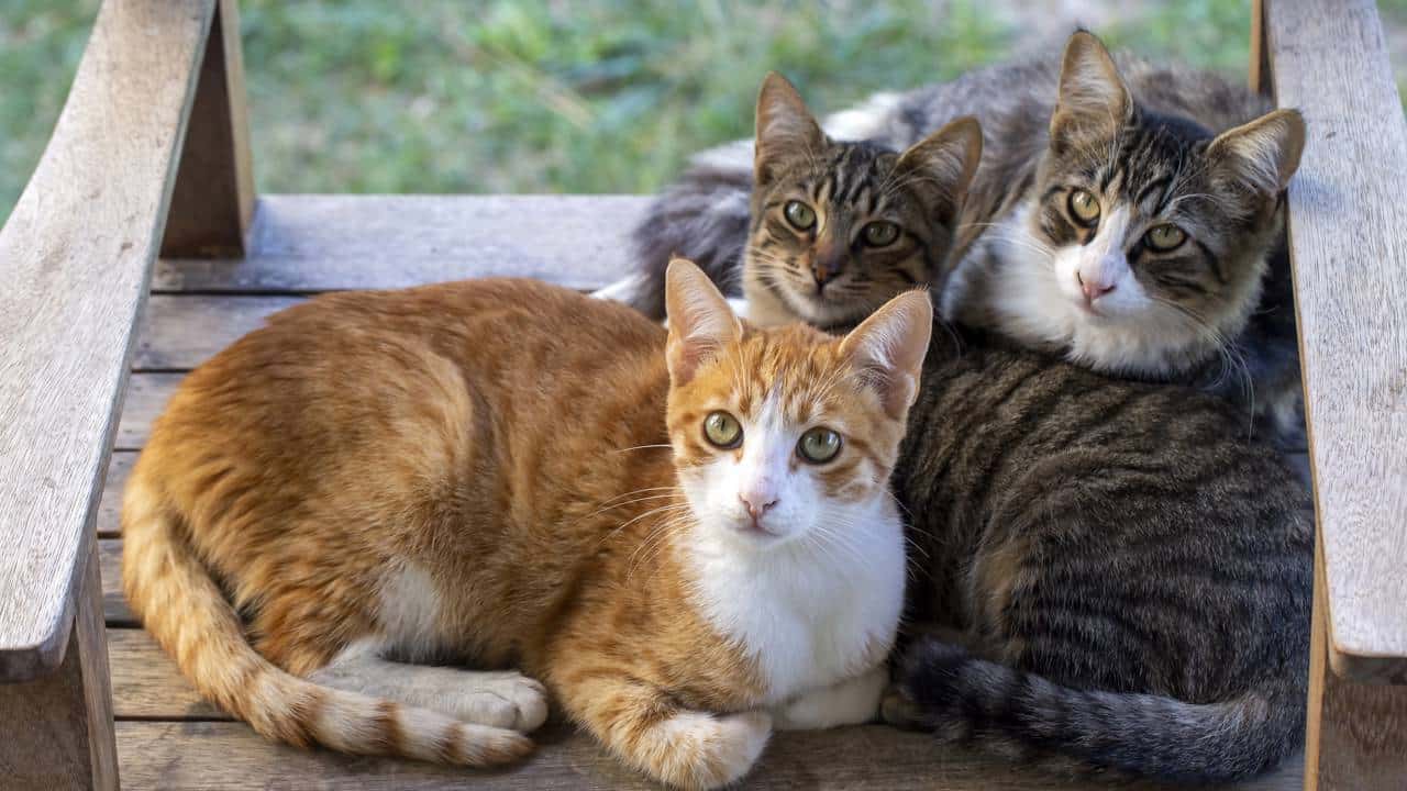 Três gatos deitados juntos