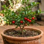 Um pequeno pé de acerola plantado em um vaso de cerâmica rústico, com folhas verdes e várias acerolas vermelhas maduras, posicionado no piso de terracota de um quintal ensolarado.