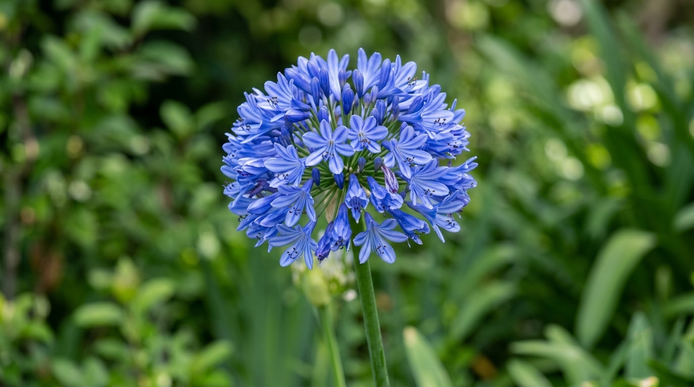 Fotografia em macro de uma flor de agapanto azul, exibindo sua inflorescência esférica composta por pequenas flores em formato de sino, com folhagem verde desfocada ao fundo.