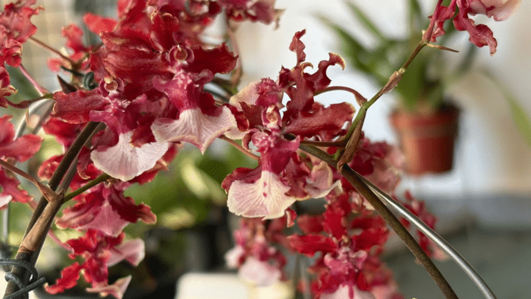 Orquídea chocolate florida, com close up em pequenas flores perfumadas e delicadas em ambiente iluminado.