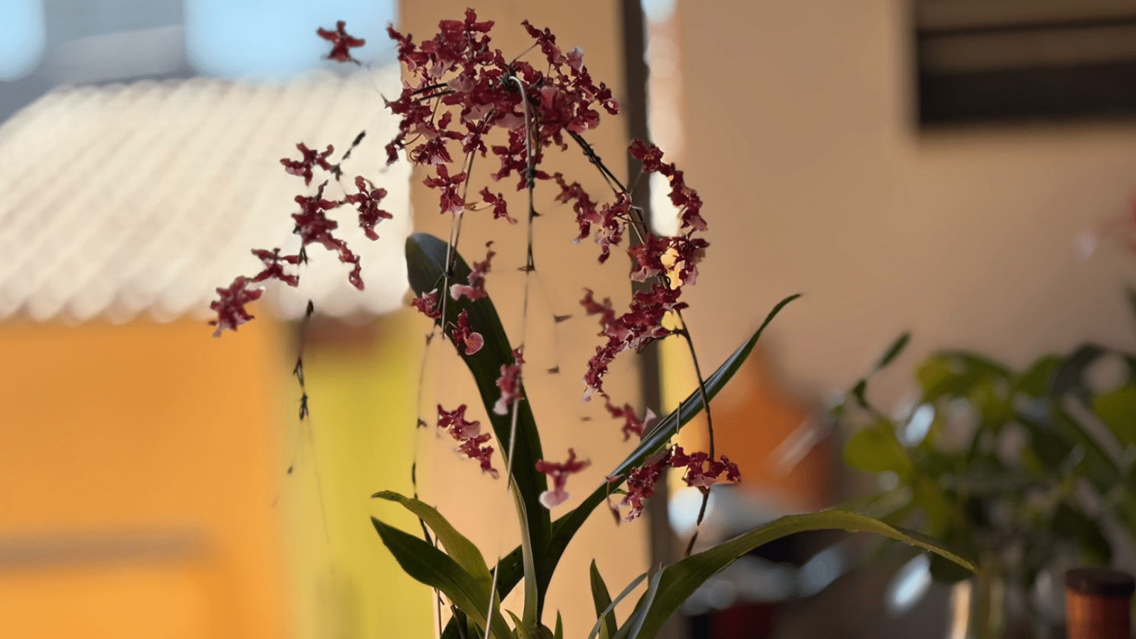 Orquídea chocolate florida em vaso, com pequenas flores em tons de vinho e rosa destacadas pela luz natural.