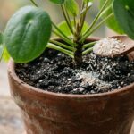 Uma colher de madeira despejando pó de casca de ovo branco e bege sobre a terra úmida de uma planta pilea em vaso de barro.