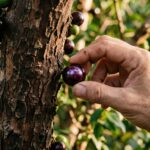 Close-up da mão de uma pessoa colhendo uma jabuticaba preta e brilhante presa ao tronco texturizado e lenhoso da árvore.