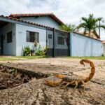 Um escorpião amarelo em close-up com a cauda erguida na calçada áspera de concreto, tendo ao fundo uma casa térrea azul clara com portão preto.